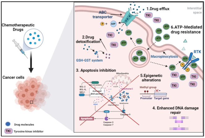 Fig.1 Drug Resistance Pathways in Cancer. (OA Literature)